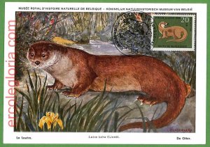 32131 - GERMANY - MAXIMUM CARD - 1968 - ANIMALS-