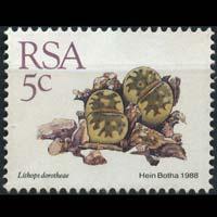 SOUTH AFRICA 1988 - Scott# 737 Succulent Plant 5c NH