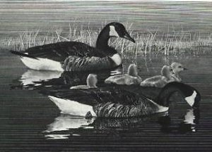 RW43 1976 FEDERAL DUCK STAMP PRINT + Artist Signed Stamp CA GEESE  List $785