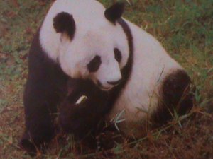 ​CHINA-LOVELY BEAUTIFUL RARE GIANT PANDA-MNH-S/S VF OFFICIAL EDITION