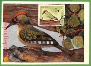 32893 - ALBANIA - MAXIMUM CARD - FAUNA, BIRDS-