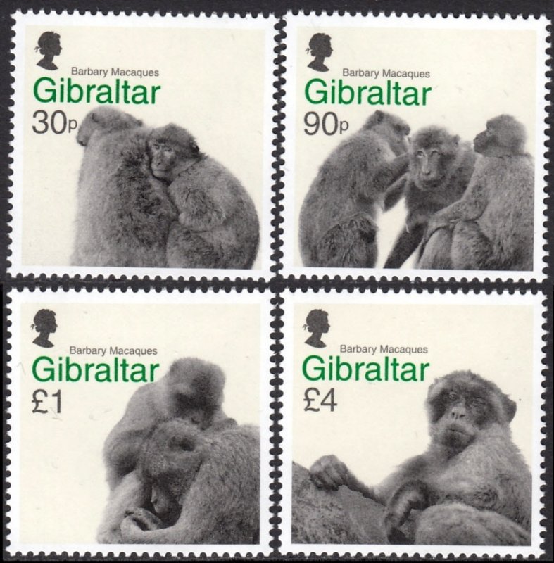 GIBRALTAR 2020 WILD ANIMALS BARBARY MACAQUES ANIMAUX SAUVAGES TIERE