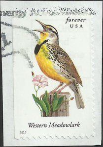 # 4882 USED WESTERN MEADOWLARK