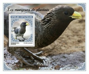 Central African Rep 2021 MNH Birds on Stamps Plantain-Eaters 1v S/S