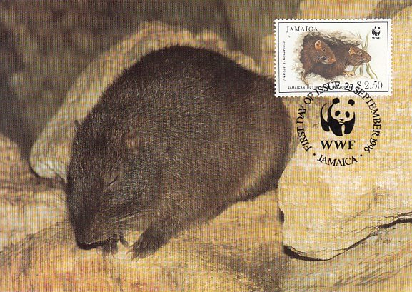 Jamaica 1996 Maxicard Sc #857 $2.50 Jamaican Hutia WWF