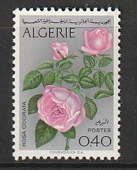 1973 Algeria - Sc 497 - MNH VF - single - Roses