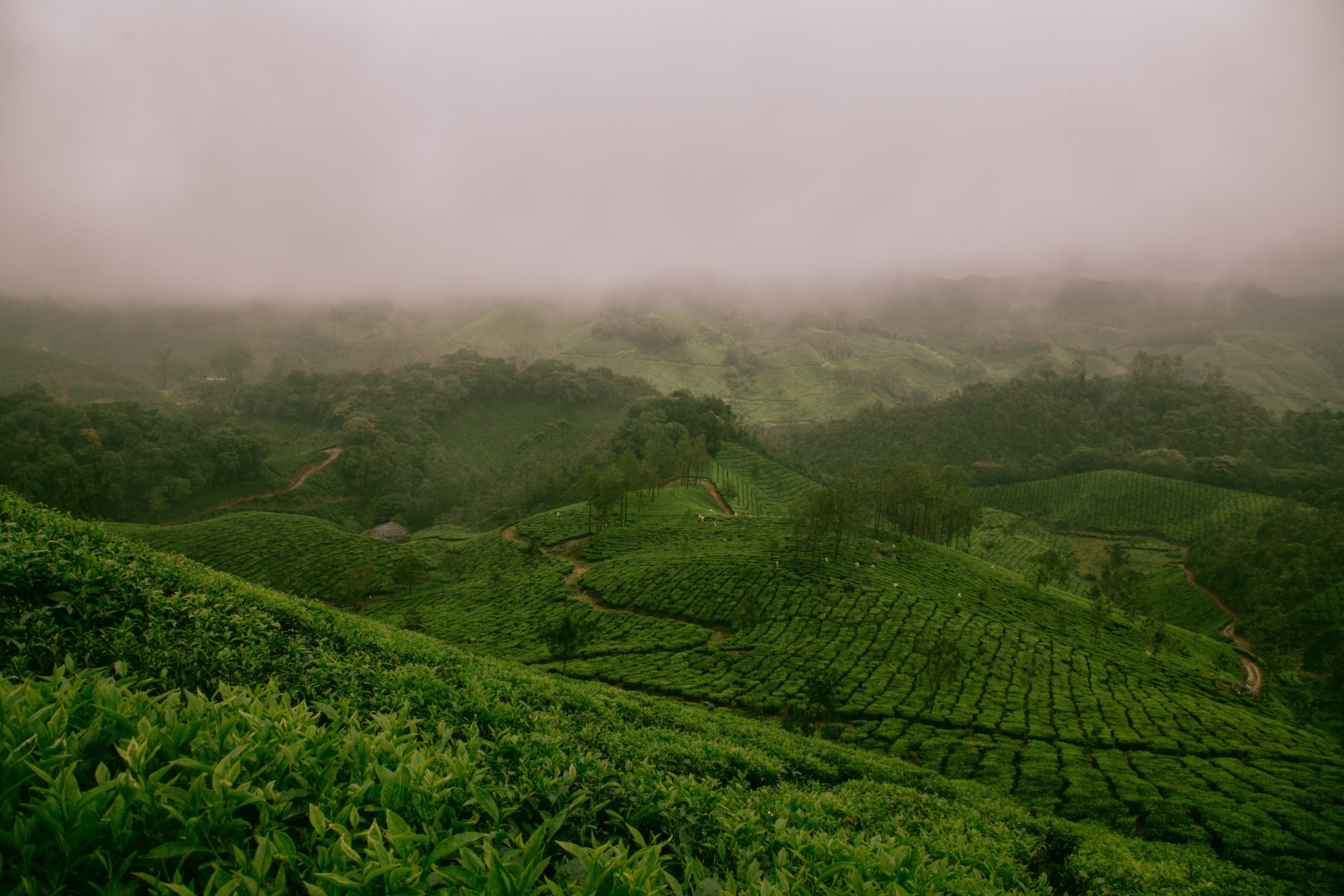 Camping in munnar