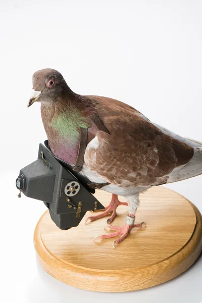 Artifact-spy-pigeoncamera