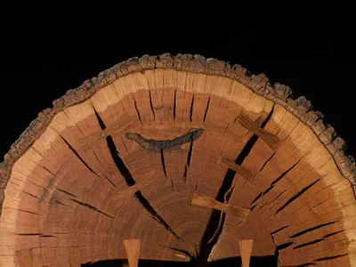Oak_Slab_reference_004