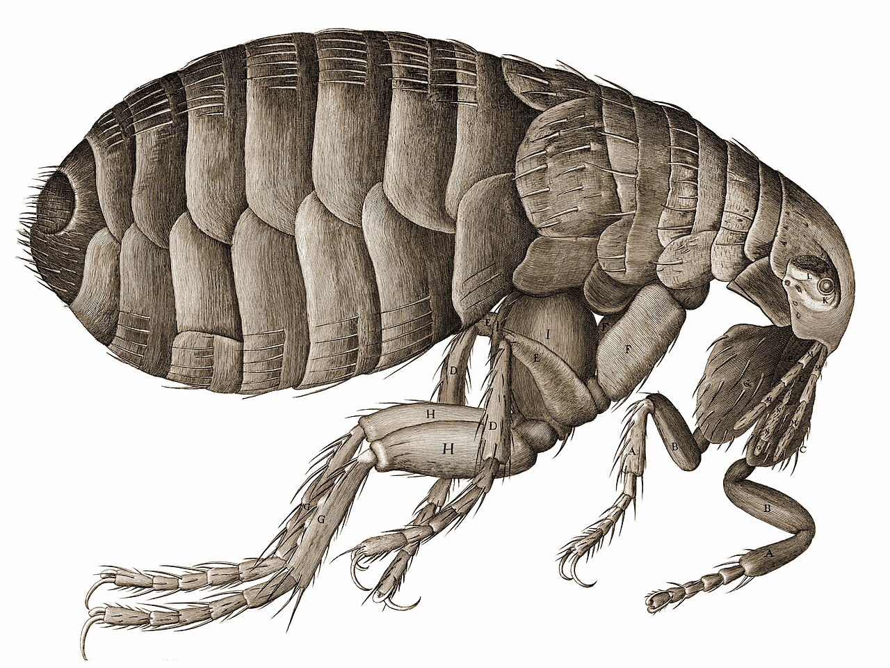 Schem. XXXIV - Of a Flea. An illustration of a flea. by Robert Hooke