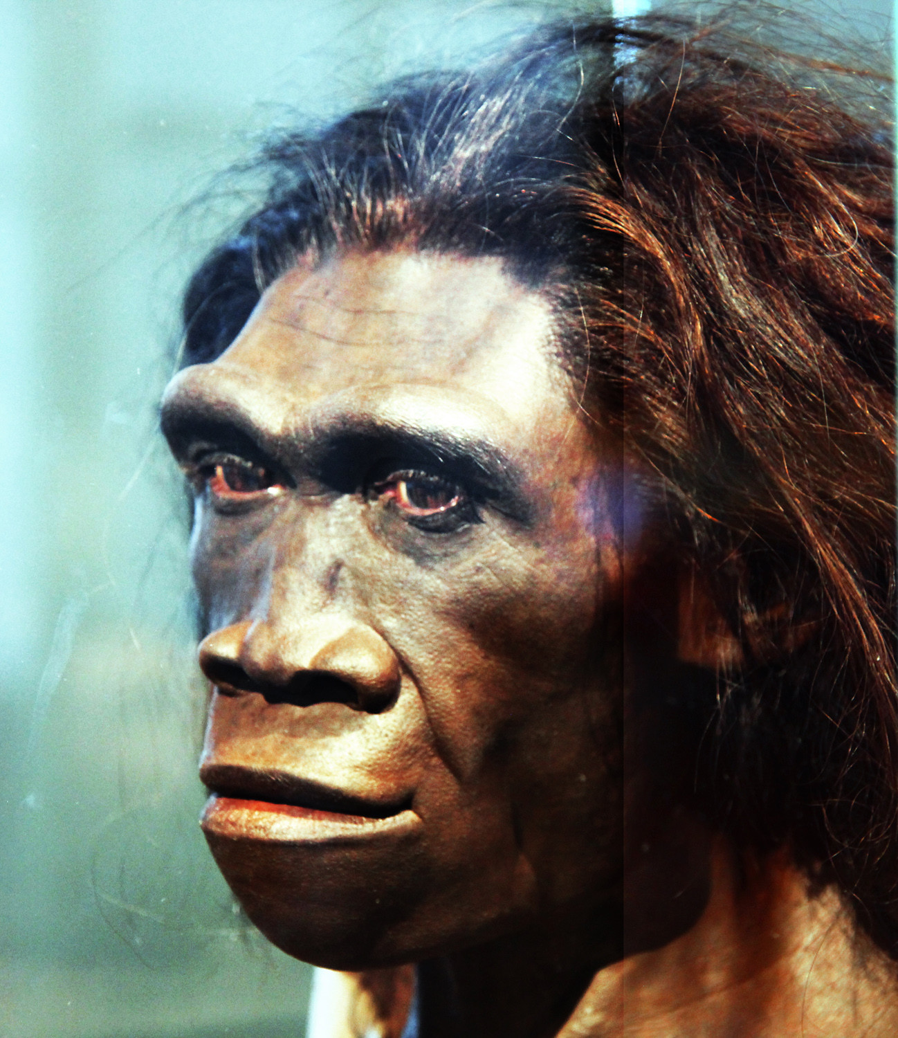 Homo Habilis