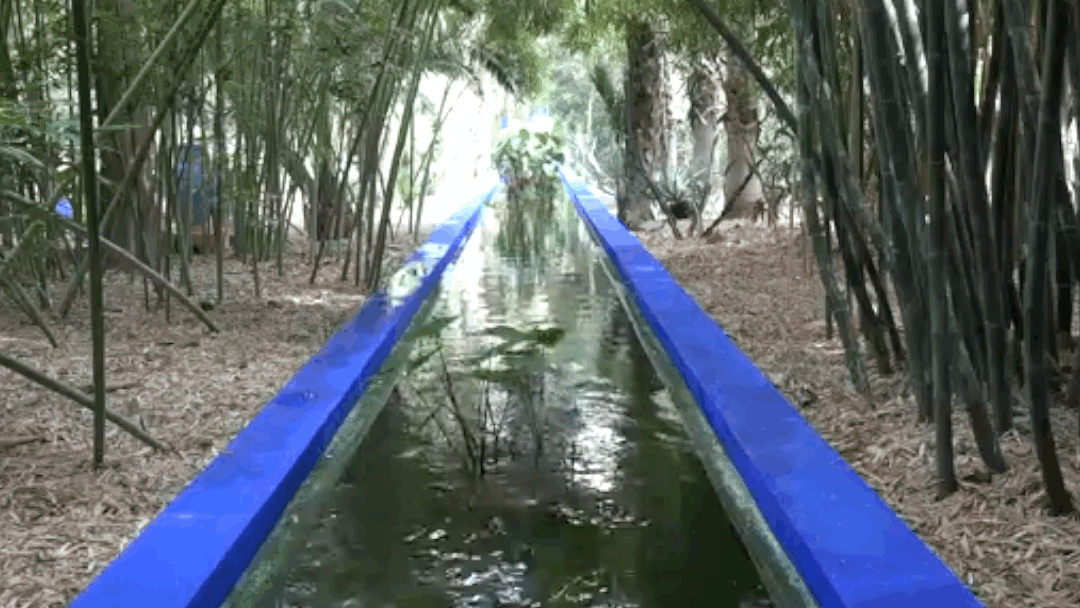 Majorelle Bassin