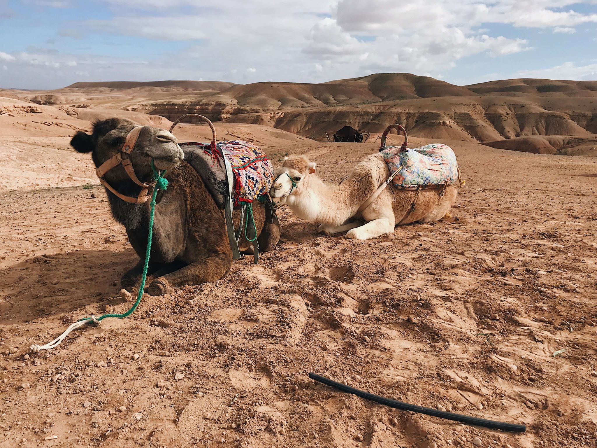 Camel ride