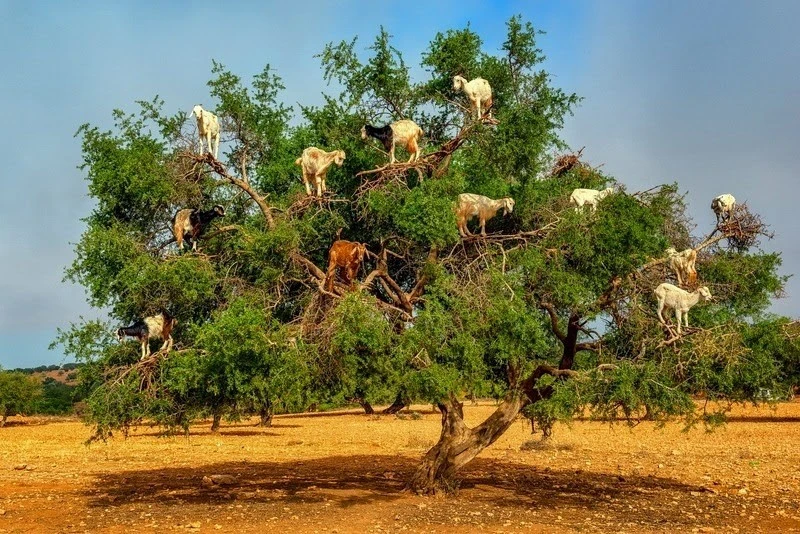 Goats on argan tree