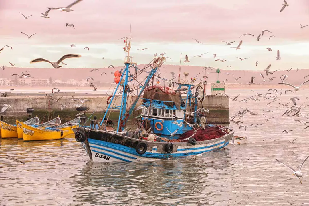 The Complete Guide To Visit Essaouira Fishing Port