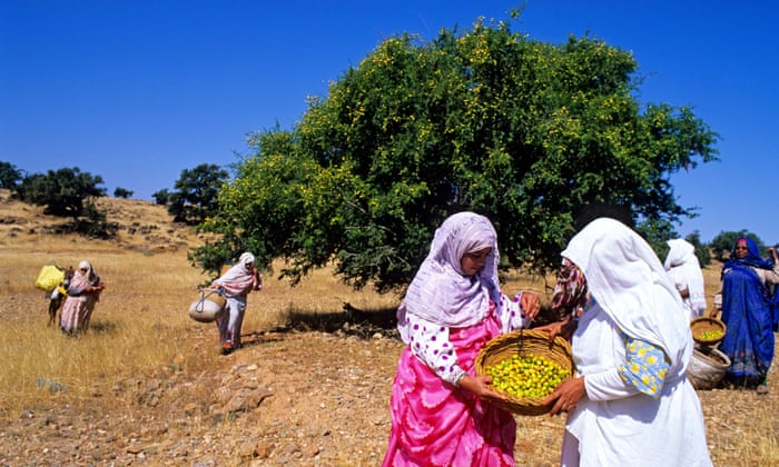 Berber women collect Argan fruits