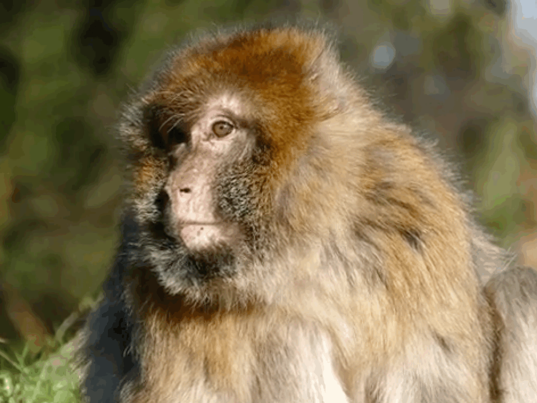 Berber macaque
