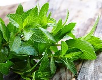  Spearmint Essential Oil 綠薄荷精油  