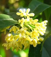  Osmanthus  Essential Oil 桂花精油 