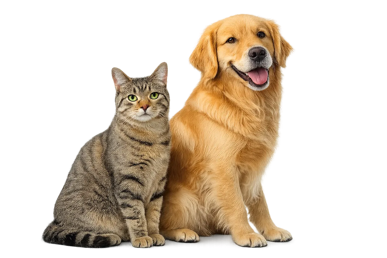 Happy cat and dog
