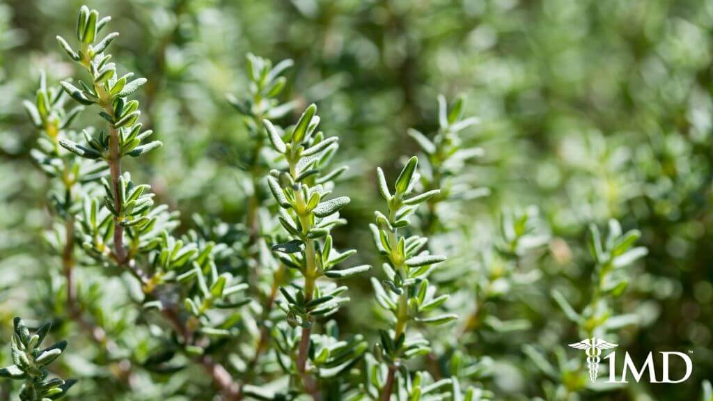 From Cooking to Medicine and Aromatherapy: 7 Health Benefits of Thyme