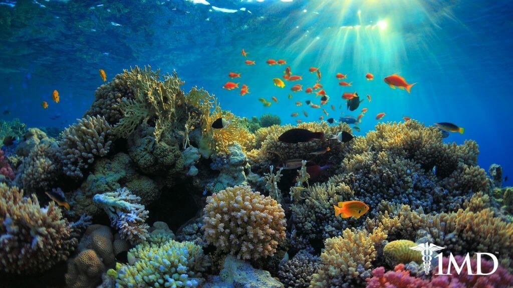 5 Best Reef-Safe Sunscreen Tips to Protect Your Skin and the Oceans