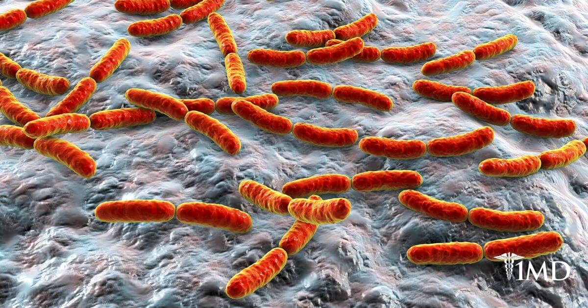 Lactobacillus Rhamnosus: Health Benefits and Possible Side Effects | 1MD