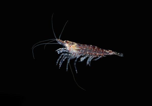 K-Real Krill Oil: The Best for Brain, Joint, and Heart Health