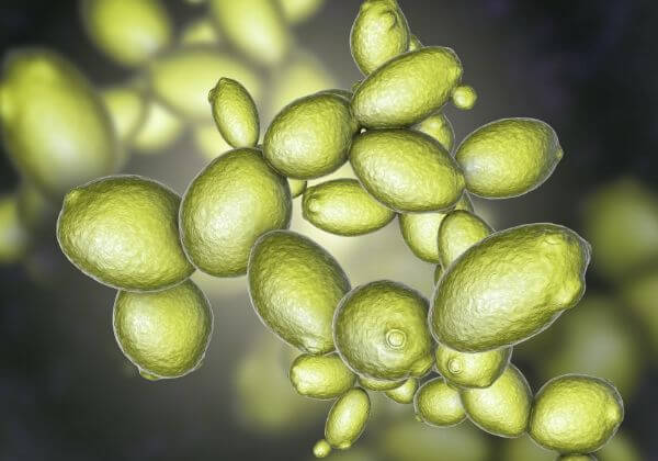 Saccharomyces Boulardii: Taking Probiotic Yeast for Digestive Health