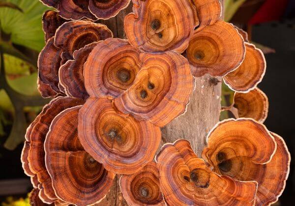 The Many Benefits of Reishi Mushrooms