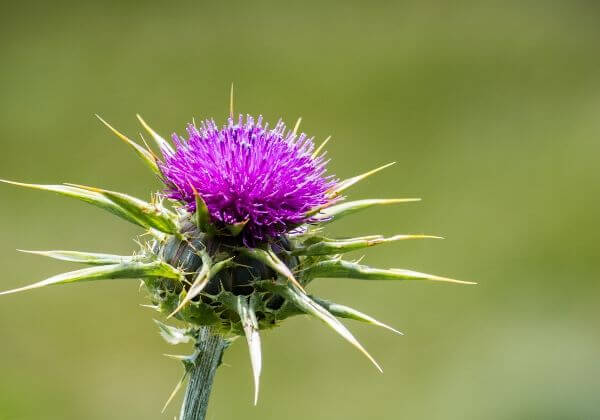 Why Milk Thistle Is Good but Silybin Is Better for Liver Health