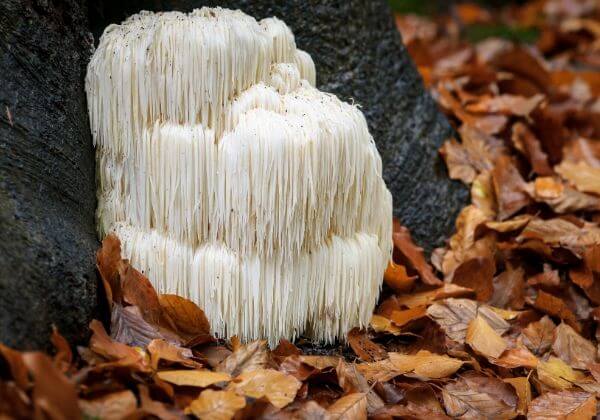 Lion's Mane Mushroom: The Healthiest Fungus You’ve Never Heard Of