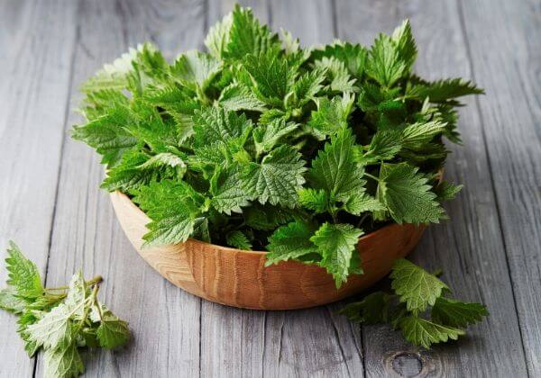 What is Stinging Nettle? - Men’s Health Ingredients - 1MD