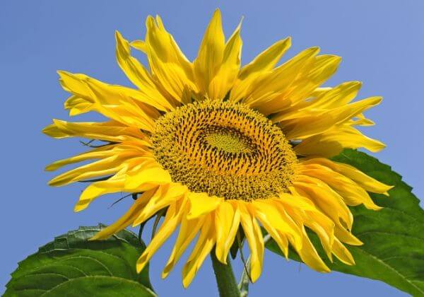 Sunflower Lecithin Benefits - Men’s Health Ingredients - 1MD