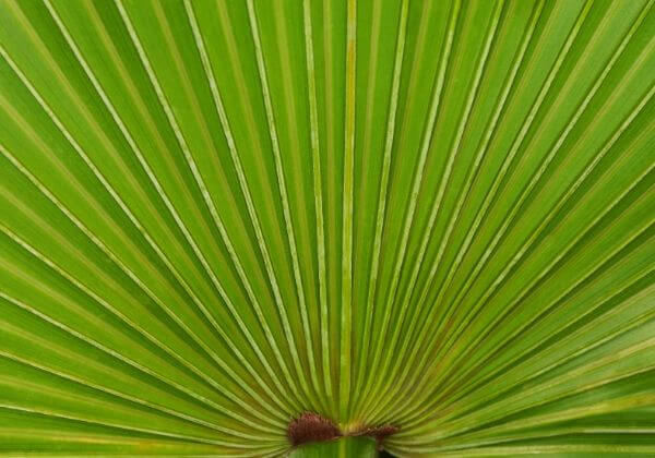 Saw Palmetto: Benefits for Prostate Health and Other Uses