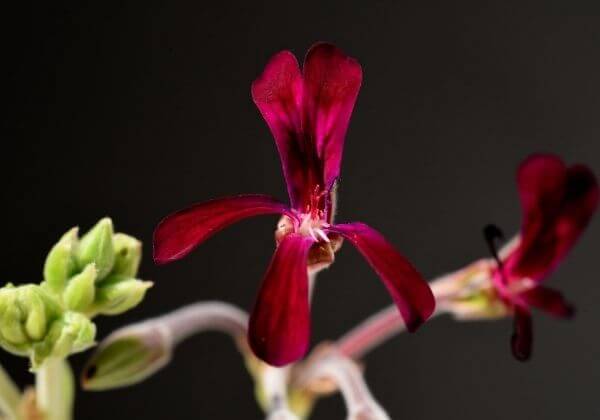 African Geranium For Immune and Respiratory Support