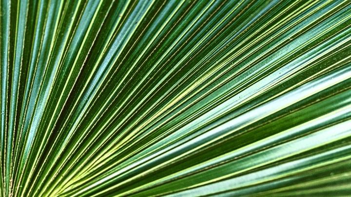 The benefits of saw palmetto for rejuvenating hair