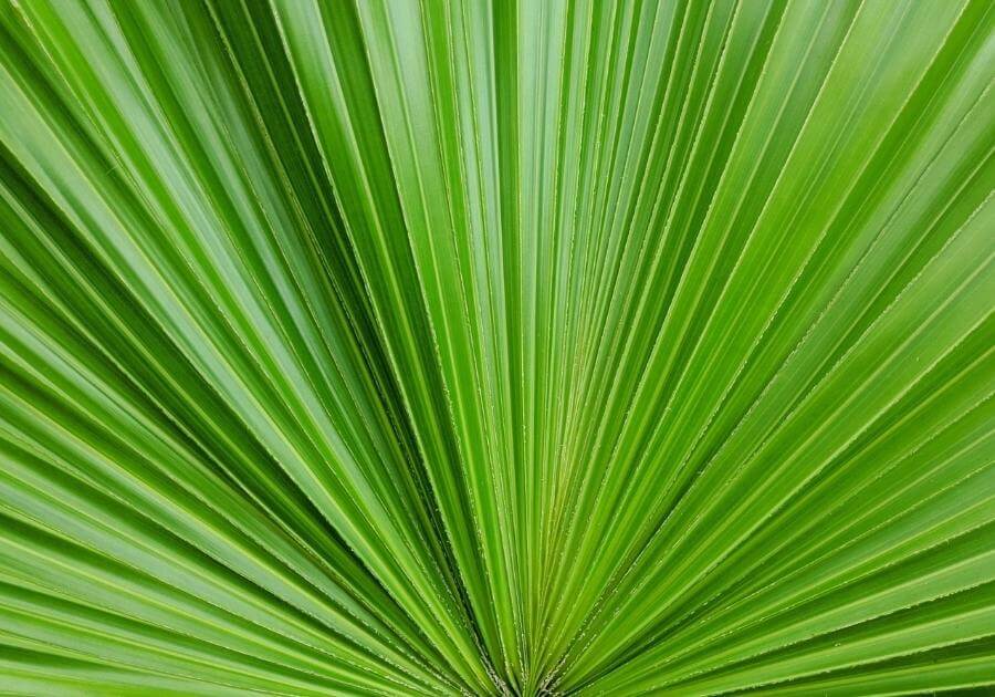 Ingredient Spotlight: USPlus® Saw Palmetto