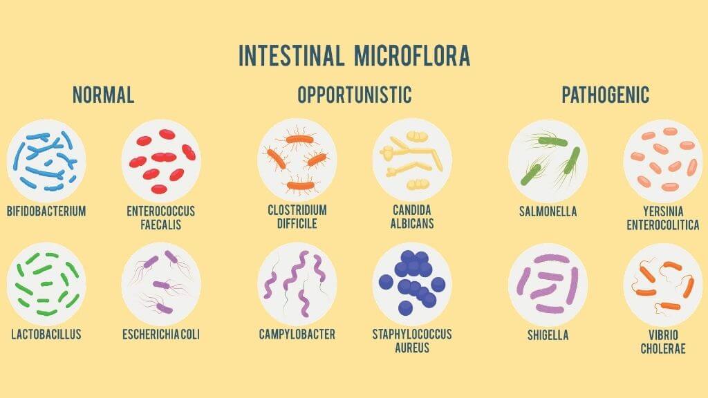 Intestinal Microflora