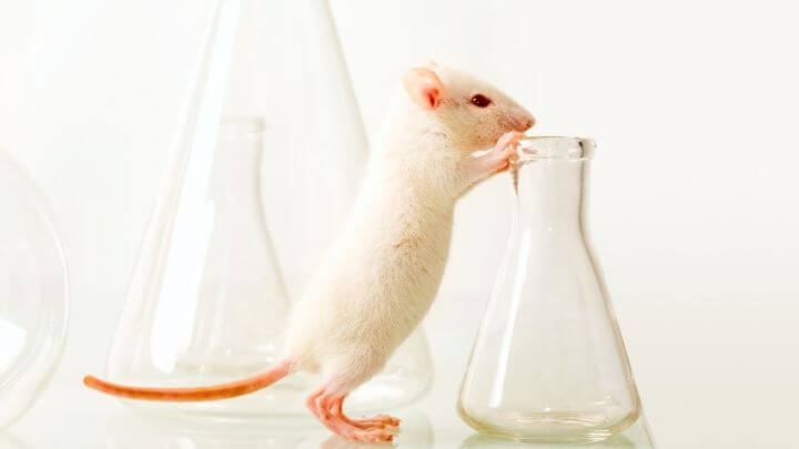 A lab mouse with lab bottles