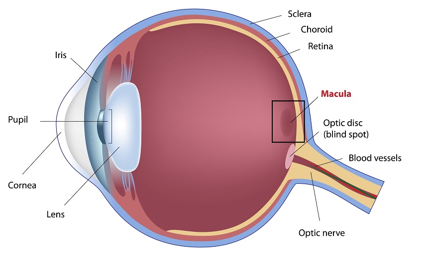 The macula, located towards the back of the eye, is particularly sensitive to everyday strain