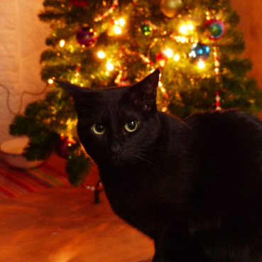 Good morning ladies and gentlemen!