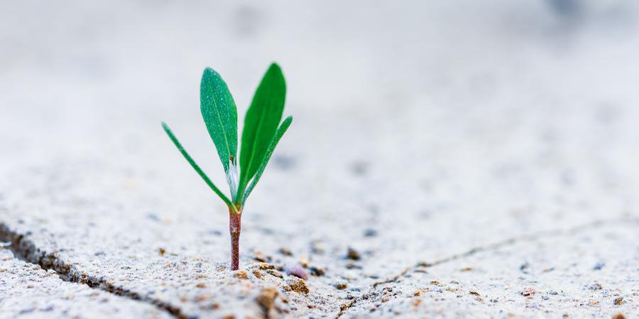 Portada ¿Como crear una empresa que crezca exponencialmente?