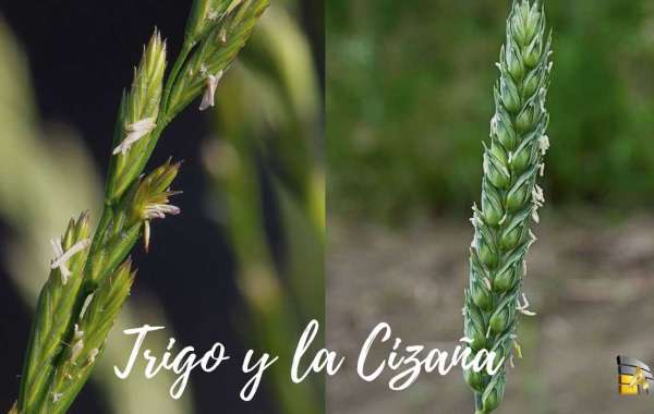 Trigo y la Cizaña