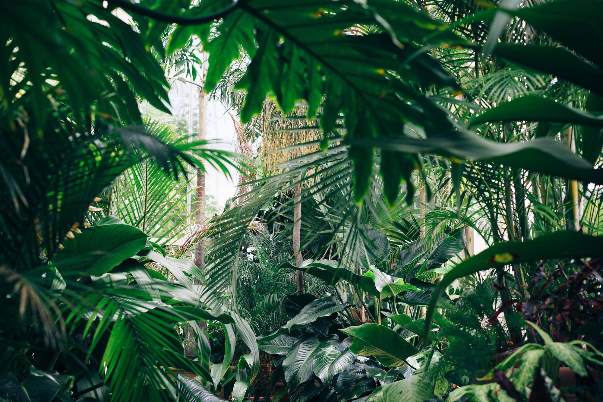 A rich-green forest