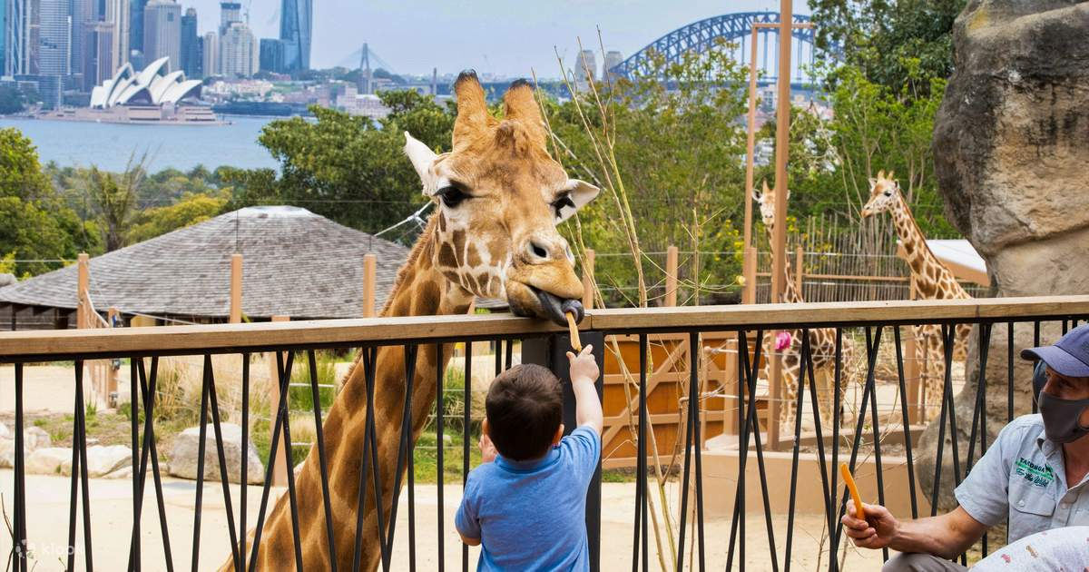 Boy feeding a giraffe at Taronga Zoo