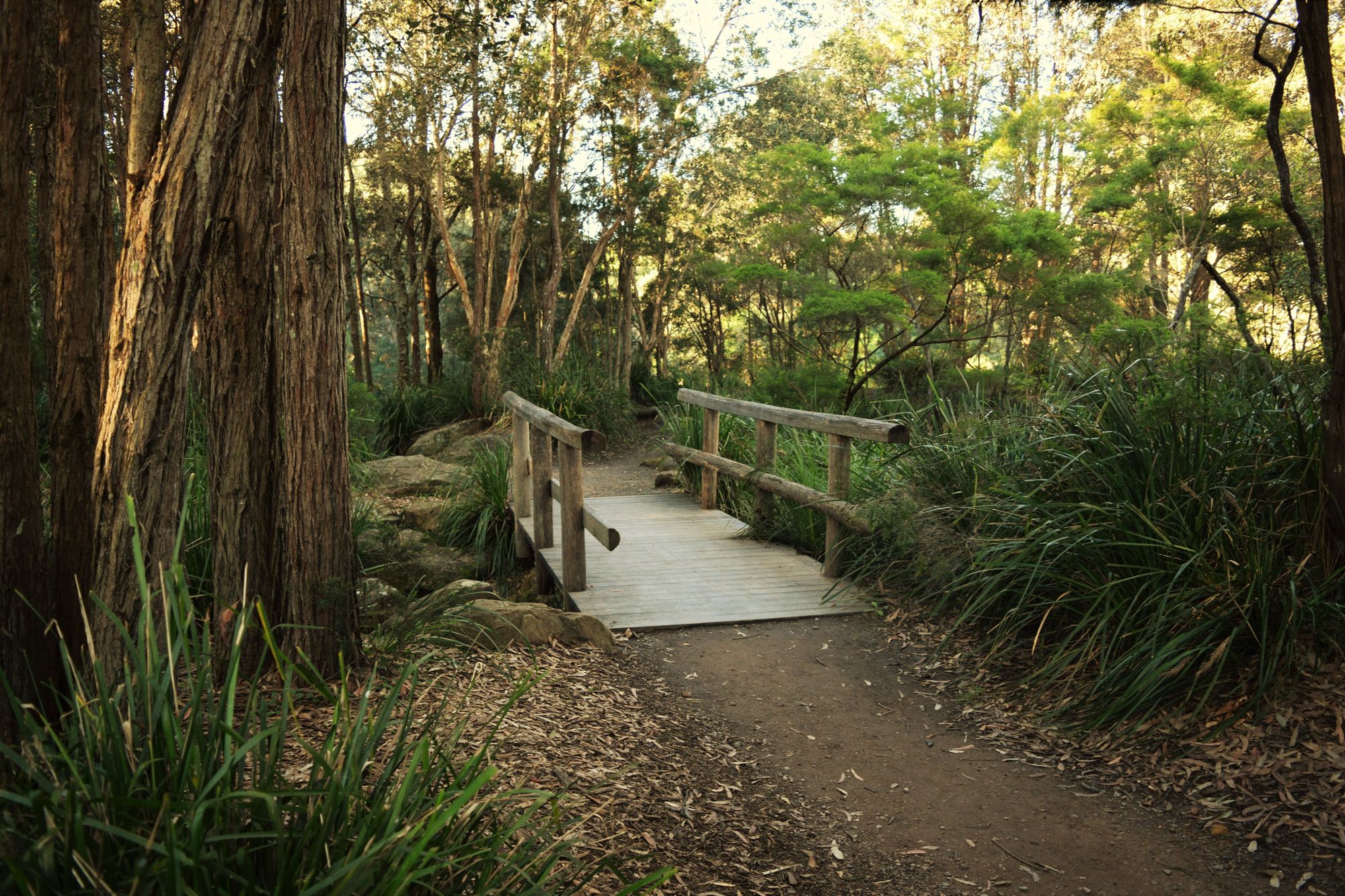 Accessible Bushwalks in NSW & VIC