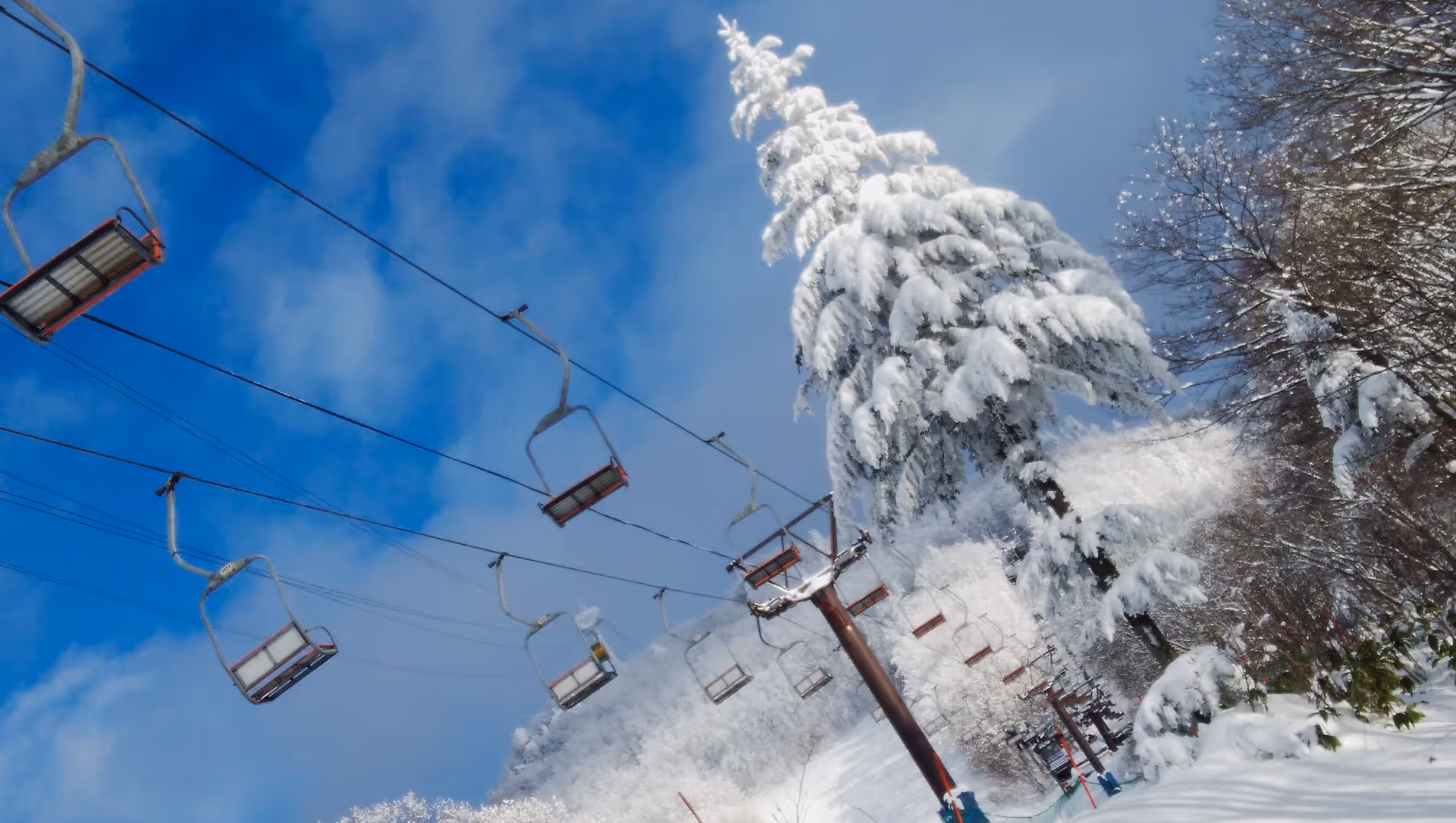 2019年1月3日に山形県で撮った「スキー場、スマホ、冬、植物、空、蔵王、雪」の写真