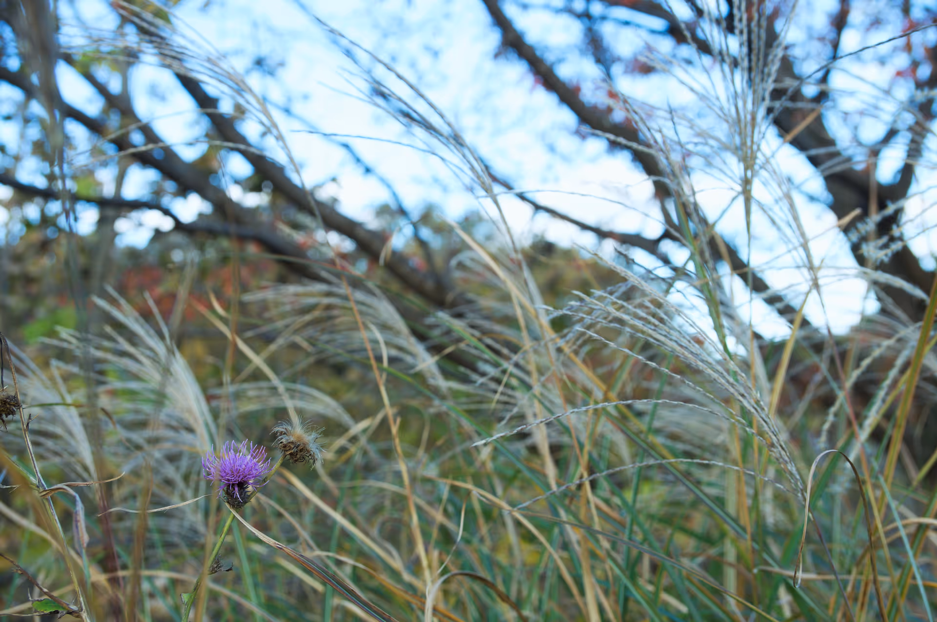 2018年11月23日に神奈川県で撮った「すすき、ボケ、植物」の写真