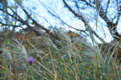 2018年11月23日に神奈川県で撮った「すすき、ボケ、植物」の写真